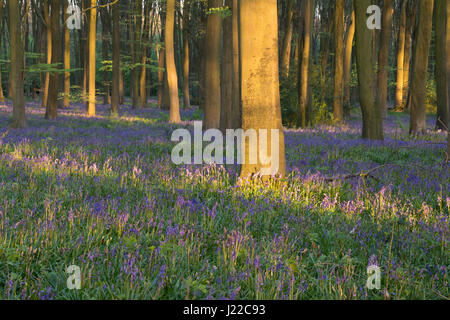 Bluebell wood nella calda luce della sera Foto Stock