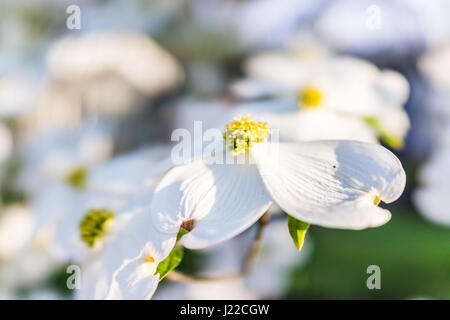 Macro closeup di bianco sanguinello fiori su albero Foto Stock