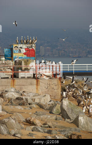 Gruppo di pellicani peruviani appollaiato su un colorato contenitore verniciato presso il mercato del pesce nel Patrimonio Mondiale UNESCO Città Porto di Valparaiso in Cile Foto Stock