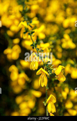 Di colore giallo brillante a fioritura primaverile di ginestra fioritura bush come un arbusto ornamentali in un giardino nel Surrey, sud-est dell'Inghilterra in primavera Foto Stock