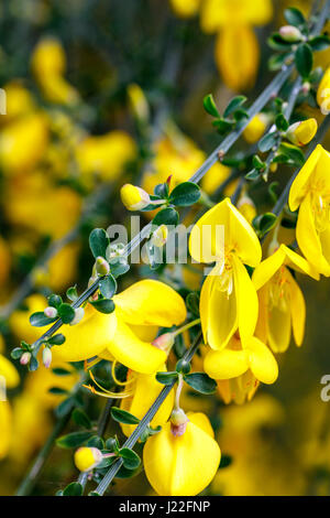 Di colore giallo brillante a fioritura primaverile di ginestra fioritura bush come un arbusto ornamentali in un giardino nel Surrey, sud-est dell'Inghilterra in primavera Foto Stock