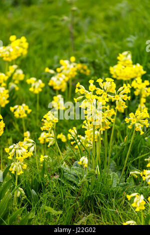 Piuttosto, delicato giallo cowslips (Primula veris) crescente, fioritura in erba in primavera in Cotswolds, Gloucestershire, a sud-ovest dell'Inghilterra, Regno Unito Foto Stock