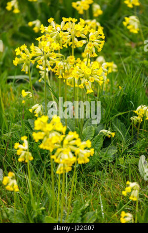 Piuttosto, delicato giallo cowslips (Primula veris) crescente, fioritura in erba in primavera in Cotswolds, Gloucestershire, a sud-ovest dell'Inghilterra, Regno Unito Foto Stock