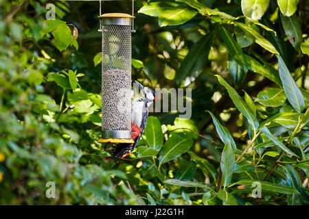 Picchio rosso maggiore, Dendrocopos major, alimentando ad un uccello alimentatore con cuori di semi di girasole in un giardino nel Surrey, sud-est dell'Inghilterra in primavera Foto Stock