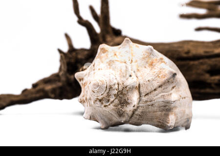 Conchiglia di mare e driftwood su sfondo bianco. Foto Stock