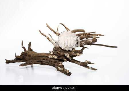 Conchiglia di mare e driftwood su sfondo bianco. Foto Stock