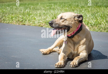 Un Inglese Mastiff / Great Dane mix (noto anche come Daniff o Mastidane) recante all'aperto, sorridente e crogiolarsi al sole. Foto Stock