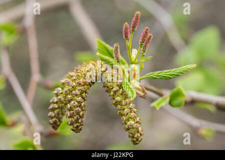 Close up di maschi e femmine di ramoscelli di Alnus maximowiczii, un albero di ontano nativa per l'Asia orientale. Foto Stock