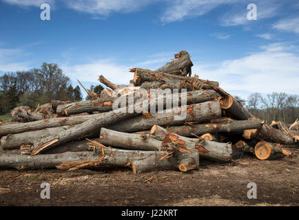 Un mucchio di tronchi di alberi che sono stati abbattuti per costruire condomini Foto Stock