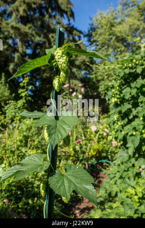 Luppolo pianta che cresce su un traliccio a Bellevue, Washington, USA. Il luppolo sono i fiori femminili (seed coni, strobiles) delle specie di luppolo Humulus lupulus; Foto Stock