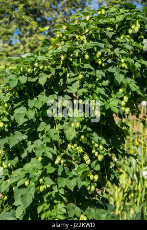 Luppolo pianta che cresce su un traliccio a Bellevue, Washington, USA. Il luppolo sono i fiori femminili (seed coni, strobiles) delle specie di luppolo Humulus lupulus; Foto Stock