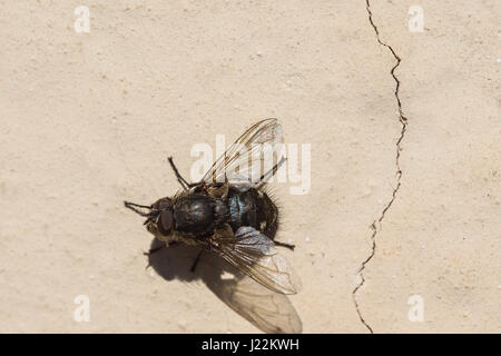 Mosca carnaria in appoggio al sole accanto ad una spaccatura nella parete. (Germania) - Schmeißfliege sitzt neben einem Riss in der Wand. (Deutschland) Foto Stock