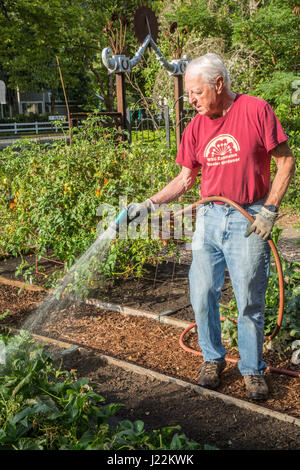 Master maschio giardiniere irrigazione letto sollevata giardinaggio trame in un orto comunitario in Issaquah, Washington, Stati Uniti d'America Foto Stock