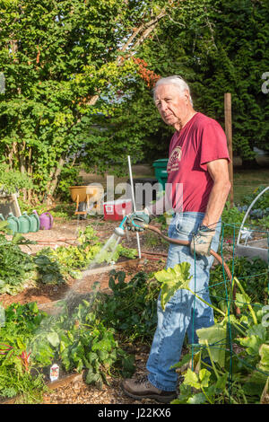 Master maschio giardiniere irrigazione letto sollevata giardinaggio trame in un orto comunitario in Issaquah, Washington, Stati Uniti d'America Foto Stock