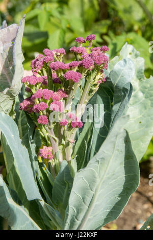 Cavolfiore viola che cresce in Issaquah, Washington, Stati Uniti d'America Foto Stock