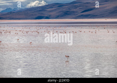 Laguna Colorada (rosso) della laguna in Bolivean altiplano - dipartimento di Potosi, Bolivia Foto Stock