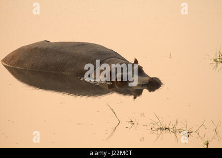 Hippo in appoggio nel fiume Chobe National Park, Botswana, Africa Foto Stock