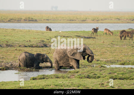 Gli elefanti africani facendo il bagno di fango, la spruzzatura di se stessi con il fango per proteggere da insetti, con Waterbuck in background, nel Chobe National Park Foto Stock