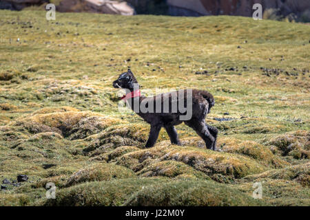 Baby Llama in Bolivean altiplano - dipartimento di Potosi, Bolivia Foto Stock