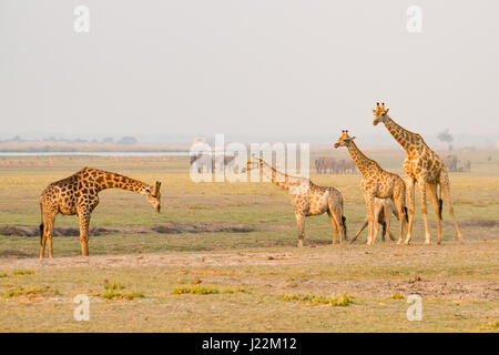 South African Giraffe allevamento in Chobe National Park, Botswana, Africa Foto Stock