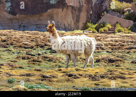 Llama in Bolivean altiplano - dipartimento di Potosi, Bolivia Foto Stock