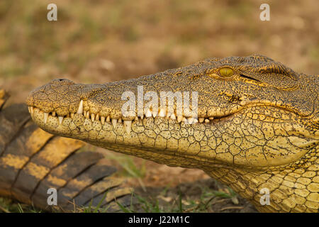 Close-up di coccodrillo del Nilo la testa, accanto al fiume Chobe nel Chobe National Park, Botswana, Africa Foto Stock