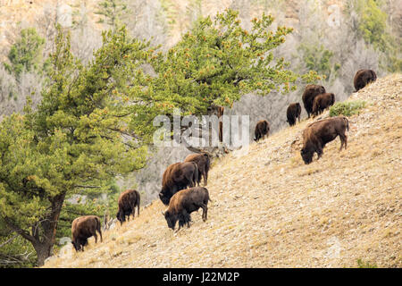 Bison pascolo del bestiame su una ripida collina nel Parco Nazionale di Yellowstone, Wyoming USA Foto Stock