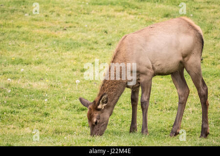 Elk mucca vicino al pascolo il Mammoth Hot Springs Hotel nel Parco Nazionale di Yellowstone, Wyoming USA Foto Stock