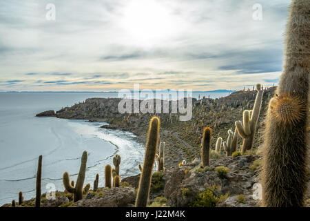 Incahuasi Cactus isola nel Salar de Uyuni distesa di sale - dipartimento di Potosi, Bolivia Foto Stock