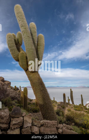 Incahuasi Cactus isola nel Salar de Uyuni distesa di sale - dipartimento di Potosi, Bolivia Foto Stock