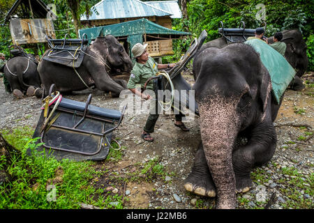Un ranger del Parco Nazionale di Gunung Leuser sta dotando un elefante di Sumatran di sella a Tangkahan, un villaggio confinante a Sumatra Nord, Indonesia. Foto Stock