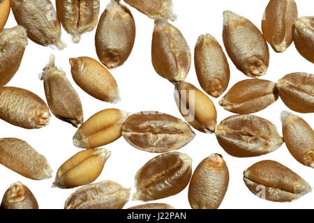 I chicchi di frumento tenero (Triticum aestivum), Svizzera Foto Stock