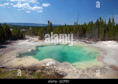 Molla di smeraldo, indietro il bacino, Norris Geyser Basin, il Parco Nazionale di Yellowstone, Wyoming USA Foto Stock