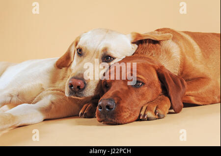 Due labrador retriever giallo, coccole, giacente Foto Stock