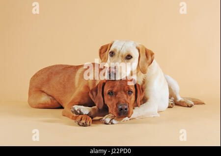 Due labrador retriever giallo, coccole, giacente Foto Stock