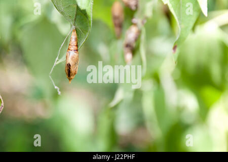 Blank chrysalis butterfly appeso su foglie in natura Foto Stock