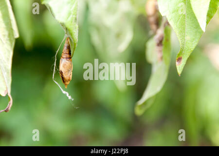 Blank chrysalis butterfly appeso su foglie in natura Foto Stock