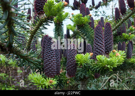 Delavays Abete e coni in Roath Park Foto Stock