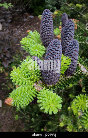 Delavays Abete e coni in Roath Park Foto Stock
