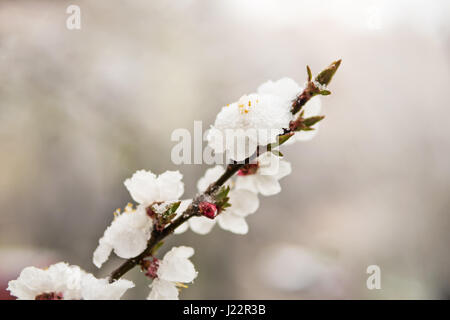 Rametto di albicocche con fiori ricoperti di neve su uno sfondo sfocato Foto Stock