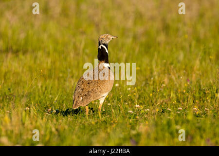 Bella wild bird nel prato. Tetrax tetrax Foto Stock