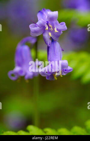 Una singola pianta di Bluebell, Hyacintoides non-scripta, sparata da vicino in un bosco. Una primavera fioritura bulbo selvaggio nel Regno Unito e in Europa Foto Stock