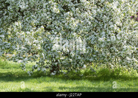 Malus x robusta 'Rosso' siberiana. Crabapple siberiano rosso albero in fiore. Aprile. Regno Unito Foto Stock