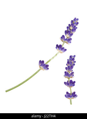 Lavanda fiori isolati su bianco Foto Stock