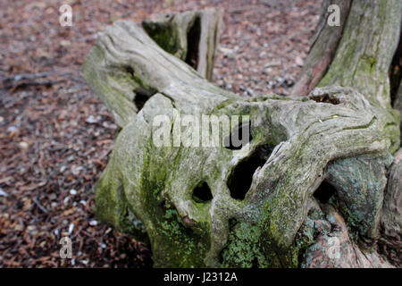 Un moncone che assomiglia a una faccia presa in primavera Foto Stock