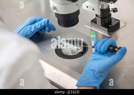 Controllo del risultato della fecondazione in vitro Foto Stock