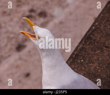 Aringa europea gabbiano grida, chiamando, urlando, Larus argentatus Foto Stock