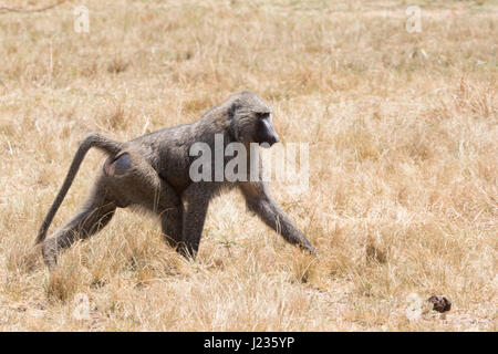 Maschio di babbuino anubis camminando tra erba secca sulla savana in stagione secca Foto Stock