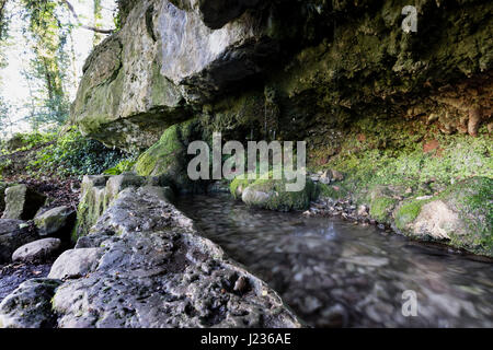 Primavera naturale, Woodwell, Silverdale, Lancashire, Inghilterra, Regno Unito Foto Stock