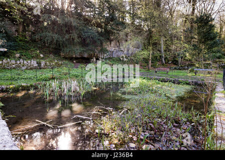 Stagno a Woodwell, Silverdale, Lancashire, Inghilterra, Regno Unito Foto Stock